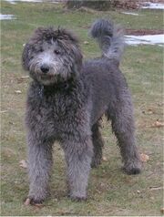GoldendoodleDoodleBirthdayroxygirl4