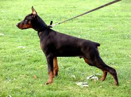 File:Doberman pinscher.jpg