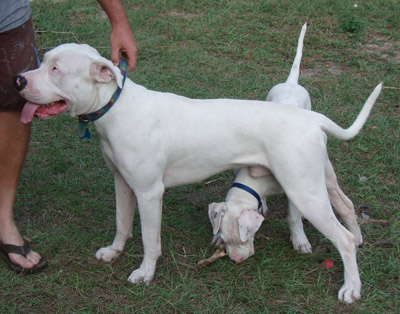 File:Antebellum Bulldog.jpg