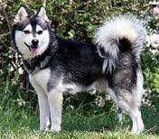 File:Alaskan klee kai.jpg