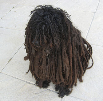Rasta Pup