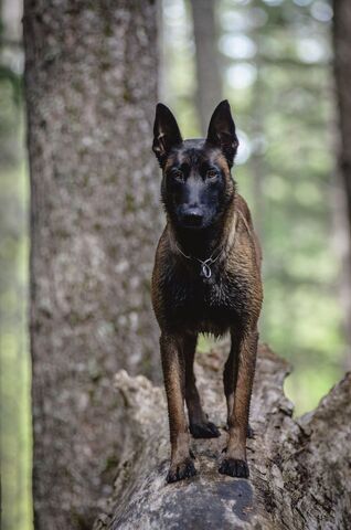 File:Belgian Malinois Standing in Forest.jpg