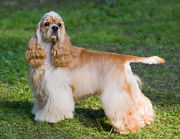 Cocker-spaniel