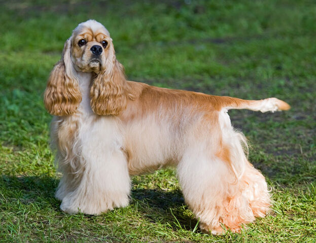 File:Cocker-spaniel.jpg
