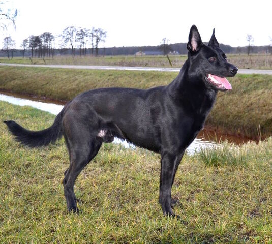 File:Belgian Malinois - (Black).jpg