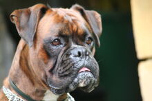 1280px-Boxer bringe