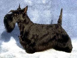 File:Aberdeen terrier.jpg