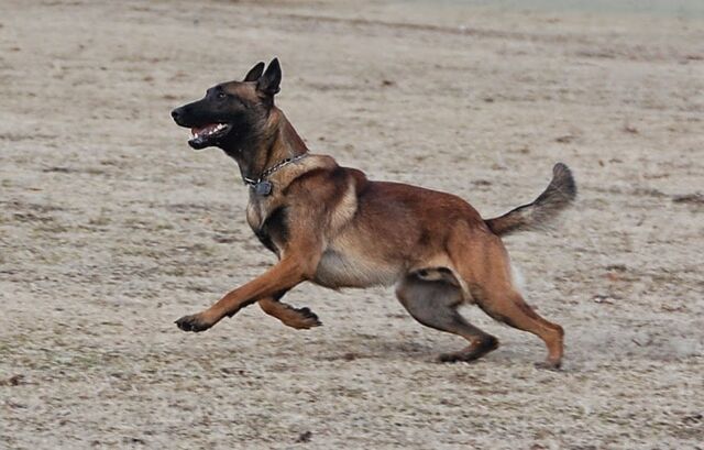 File:Belgian Malinois Playing.jpg