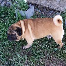 File:Apricot fawn pug.jpg