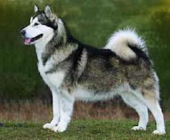 File:Alaskan Malamute.jpg