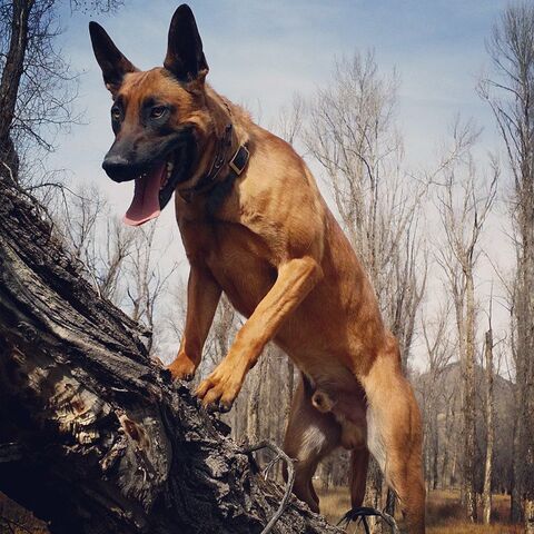 File:Belgian Malinois Climbing a Tree.jpg