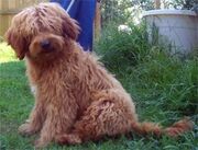 Goldendoodle p001