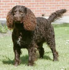 File:American water spaniel.jpg