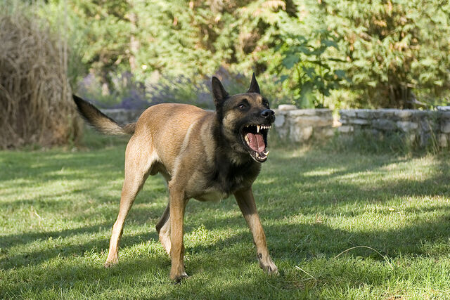 File:Belgian Malinois Snarling.jpg