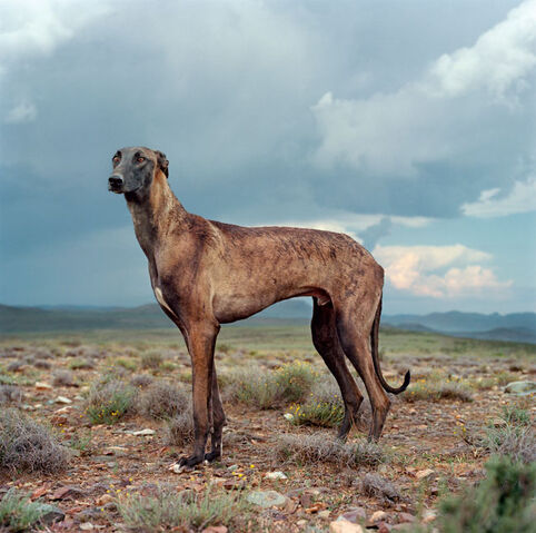 File:Africanis.jpg