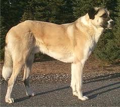 File:Anatolian Shepherd.jpg