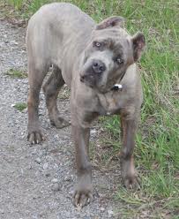 File:Cane corso.jpg