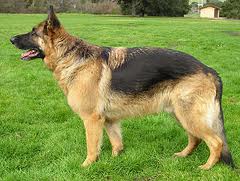 File:German shepherd.jpg