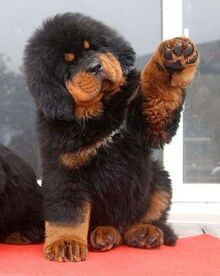 Funny-tibetan-mastiff