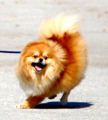 File:Wait up folks, I'm coming!!!.jpg