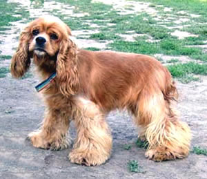 File:American Cocker Spaniel.jpg