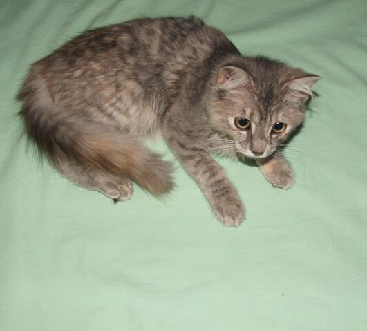 File:Mew green screen 1.jpg