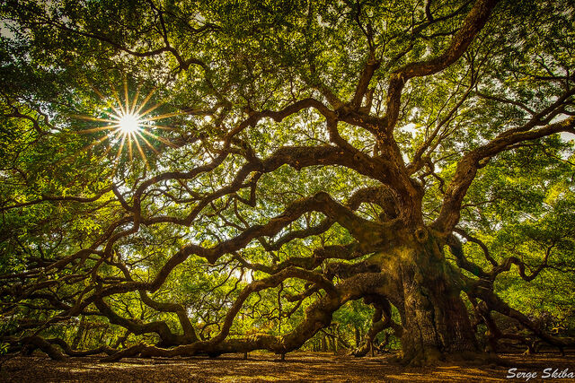 File:Quercia5.jpg