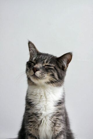 File:Cat5.jpg