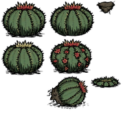 Cactus all
