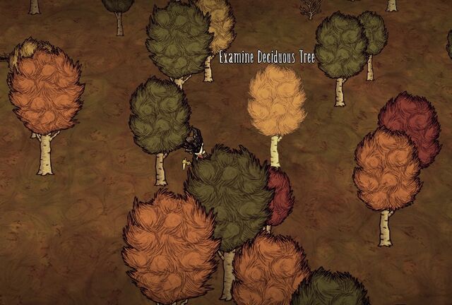 File:Birchnut Trees autumn.jpg
