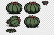 Cactus f