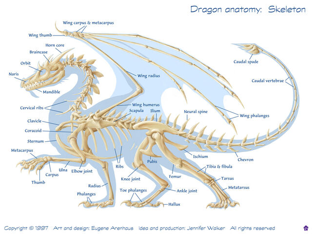 Datei:Dragonskel.jpg