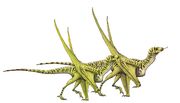 Tepuiodraco sexual dimorphism