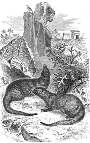 Datei:Ichneumon.jpg