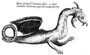 KircherDrache.jpg