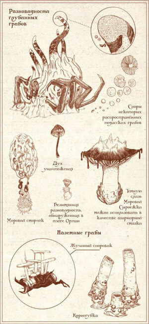 Грибы
