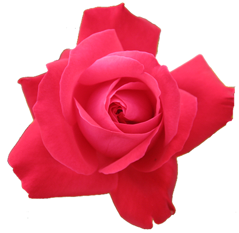 File:Red-rose-transparent-isolated.png