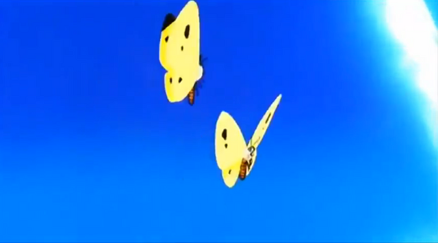 File:PiccButterflies.png