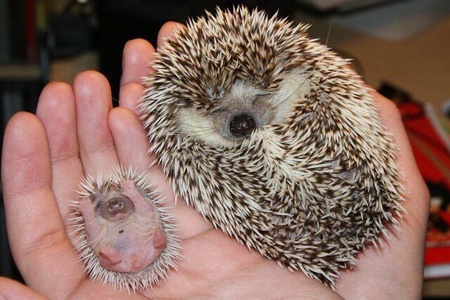 File:Hedgehog-and-baby-hedgehog.jpeg