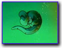 125px-Baby cell.jpg