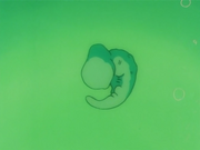 CellLarvalFormEp145