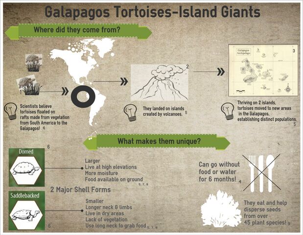 File:Parker Infographic-Galapagos Tortoises.jpeg