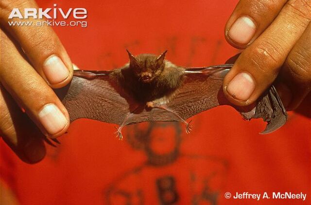 File:Kittis-hog-nosed-bat.jpg