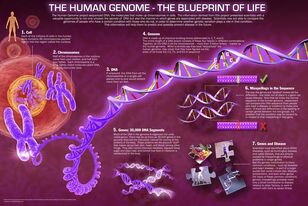 Human-genome-project1