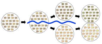 Speciation2