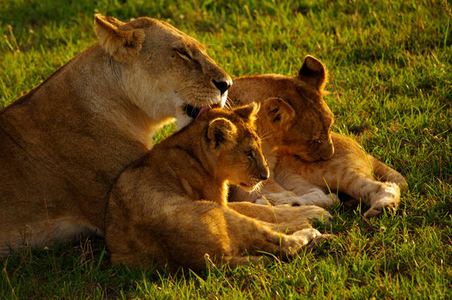 File:Maasai-mara-kenya-mama-lion-licking-cub-big.jpg