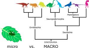 Speciation 6