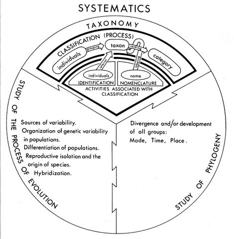 File:Systematics.jpg