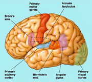 Brain