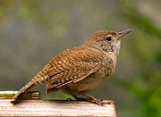 Housewren